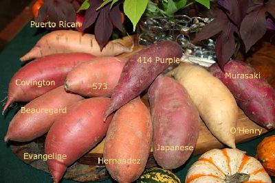 紫薯是红薯的加强进阶版吗，紫薯为什么是紫色的，它是转基因食品吗