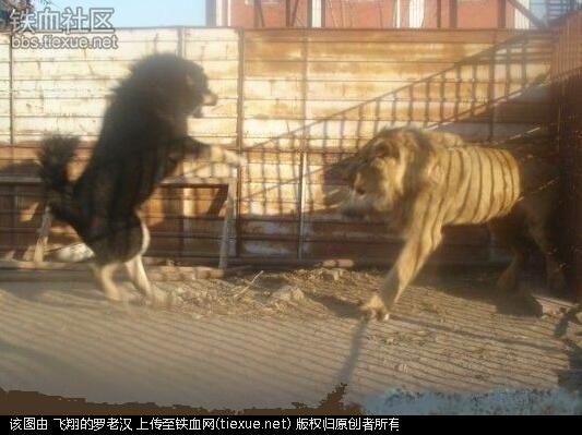 什么狗能咬死藏獒照片:藏獒真的比老虎狮子强吗？