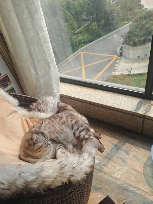 为什么晚上睡觉时猫咪总喜欢靠近自己的头，而且咕噜声还很大？插图6