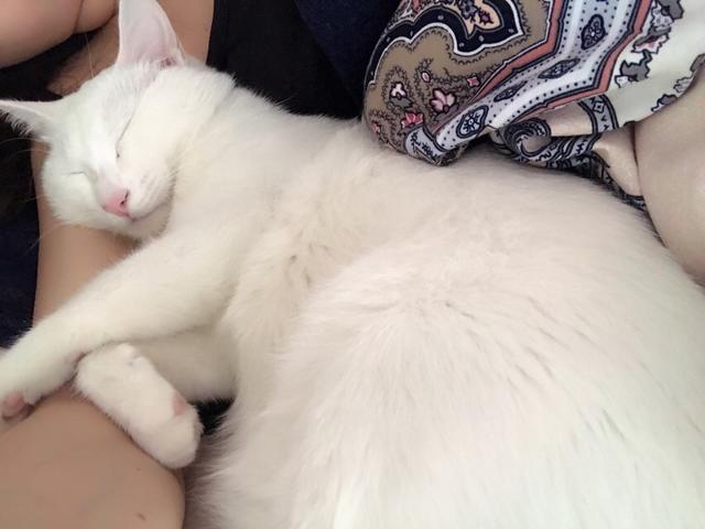 为什么晚上睡觉时猫咪总喜欢靠近自己的头，而且咕噜声还很大？插图31