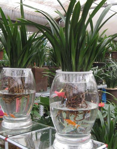 头条问答 鱼能不能和水培植物一起养 养花大全的回答 0赞