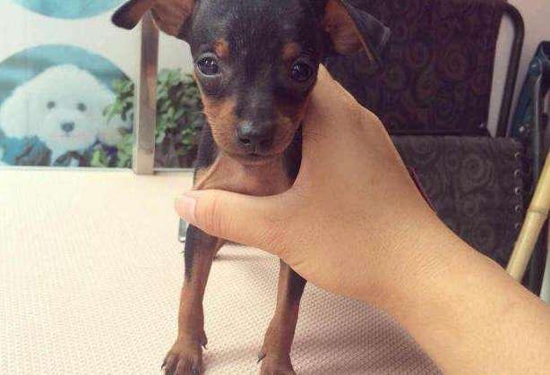 鹿犬和吉娃娃:鹿犬和吉娃娃究竟哪个好养 为什么现在鹿犬很少见了，不喜欢养吗？