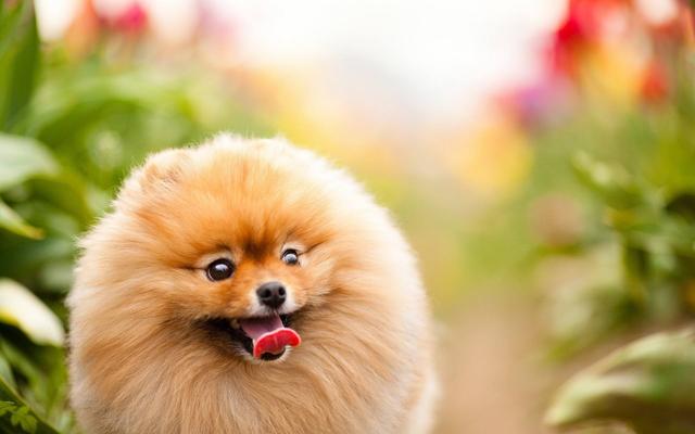 可爱狗狗图片:什么狗狗最适合在家里养？
