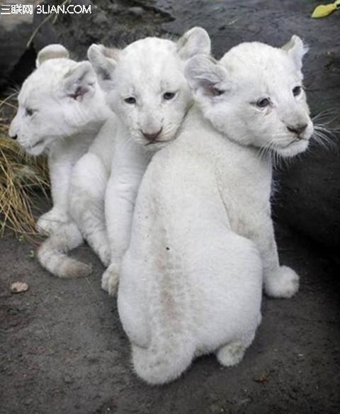 世界上最贵的宠物猫排名:世界上最贵的奢侈品牌都有哪些？ 宠物猫最便宜前十名