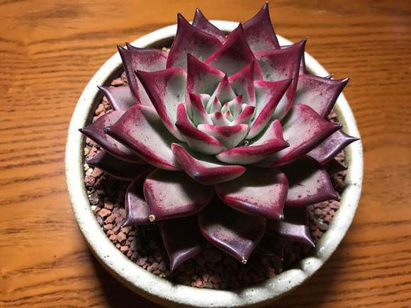 多肉植物是暴利行业吗？