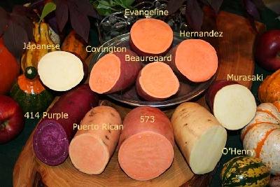 紫薯是红薯的加强进阶版吗，紫薯为什么是紫色的，它是转基因食品吗