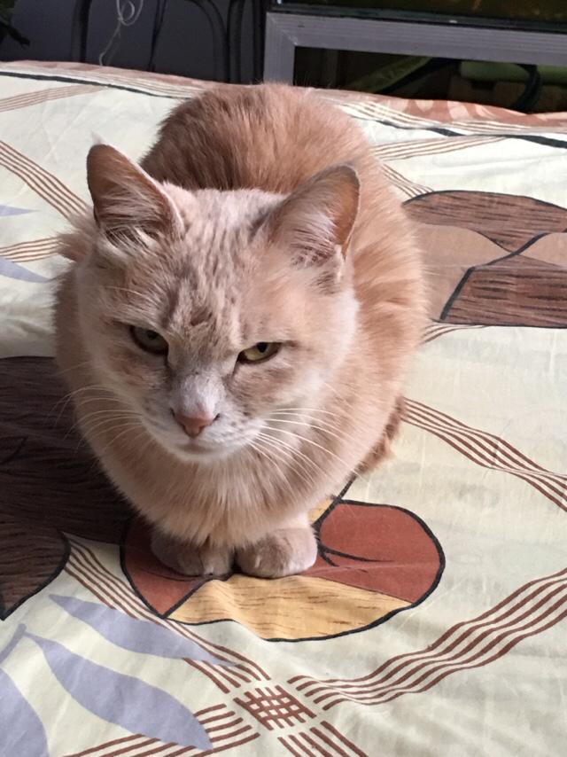 网络红猫绝不媚俗的不爽猫:有必要为了避免媚俗而改变写作风格吗？
