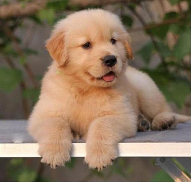 赛级金毛母犬的标准:赛级金毛什么样？怎么才能评的上赛级狗狗？ 母金毛成犬能长多大