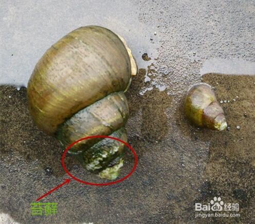 福寿螺在中国为什么没人吃？