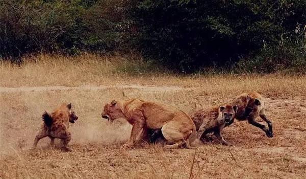 狮面獒王:为什么有的人总想找到外星人？这是一种什么样的心态？