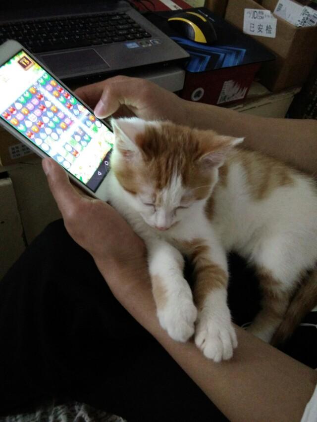黑色德文卷毛猫多少钱:你家猫咪什么时候最黏人？黏人的表现是什么？