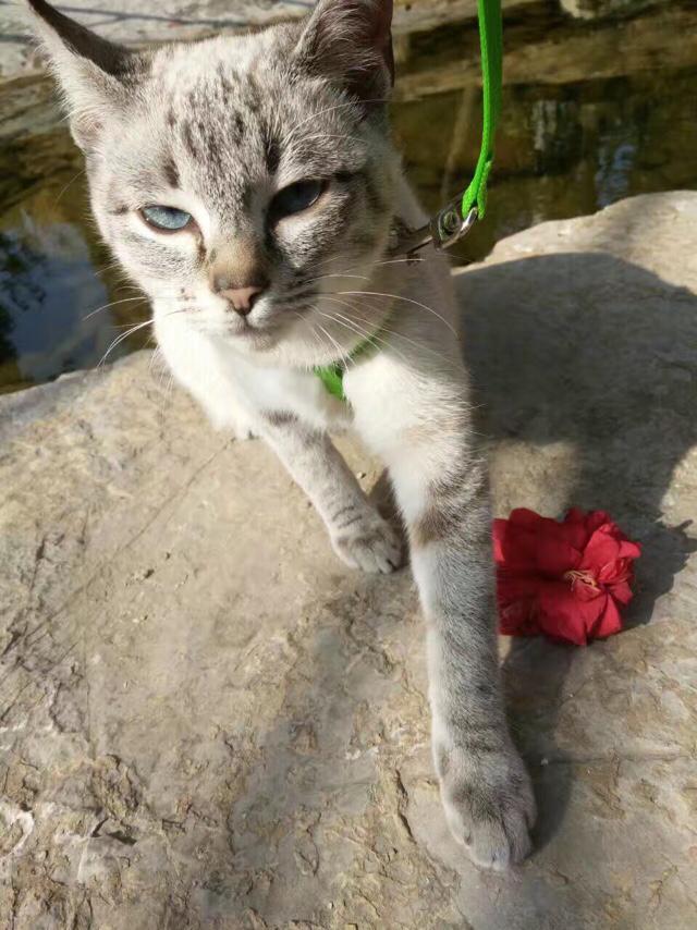 为什么晚上睡觉时猫咪总喜欢靠近自己的头，而且咕噜声还很大？插图50