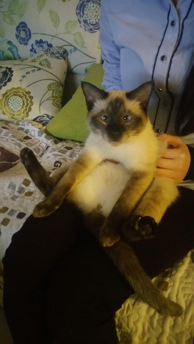 加菲猫和美短哪个好养:暹罗和美短各自有什么优缺点？ 加菲猫和美短哪个聪明