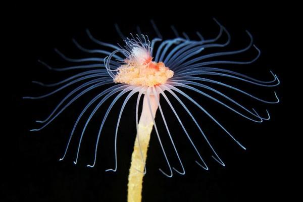 红唇蝙蝠鱼的资料:深海中有哪些奇妙的生物？