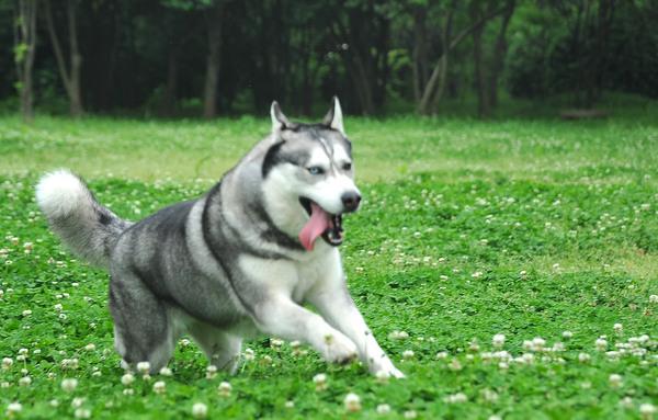 阿拉斯加犬和哈士奇的智商排名:我老是分不清二哈和阿拉斯加，这两只有什么不同呢？