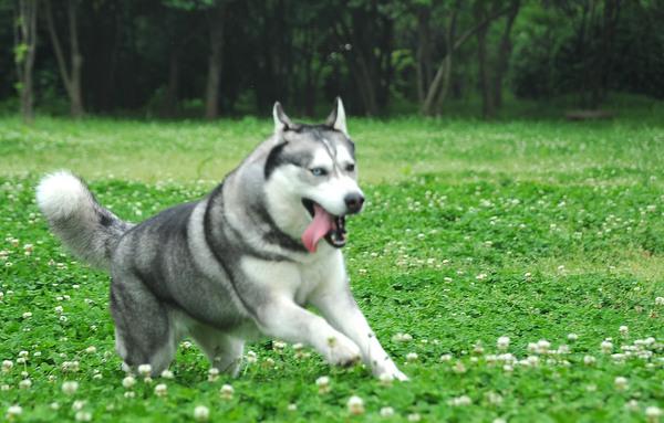 哈士奇标准:哈士奇可以长多大？多大算成犬？寿命有多长？