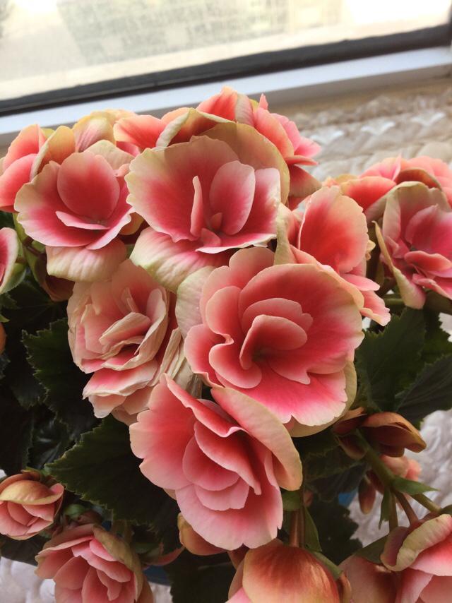 世界上最美的花有多惊艳？