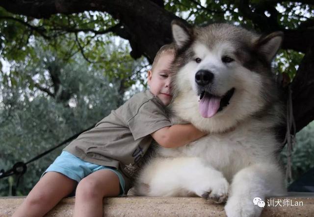 阿拉斯加幼犬大概什么价位，阿拉斯加幼犬大概什么价位？