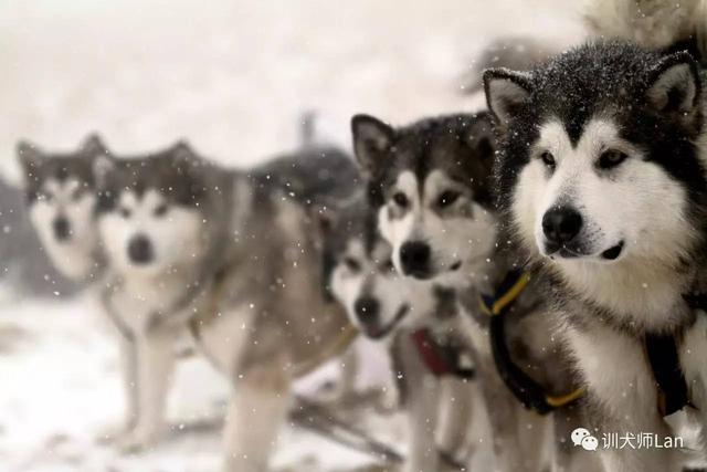 阿拉斯加幼犬大概什么价位，阿拉斯加幼犬大概什么价位