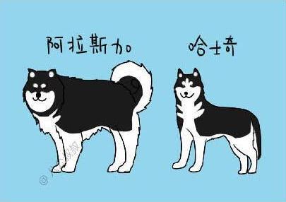 阿拉斯加雪橇犬和哈士奇怎么区别:哈士奇和阿拉斯加是不是一种狗，不是的话怎么区分？ 阿拉斯加和哈士奇的区别