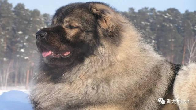 高加索和坎高犬哪个厉害:哪些狗打斗起来不要命，为什么？