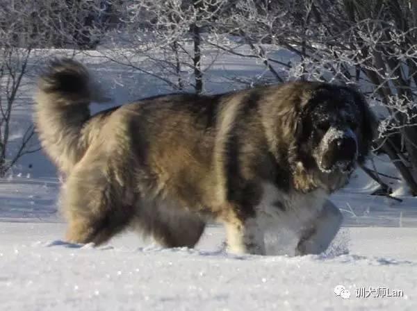 高加索和坎高犬哪个厉害:哪些狗打斗起来不要命，为什么？