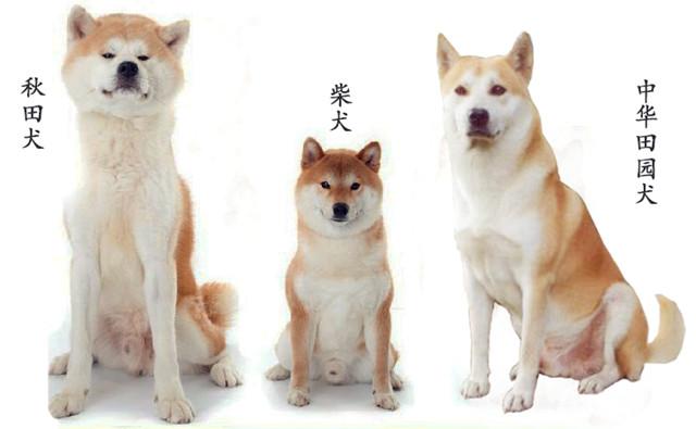 秋田狗和柴犬是什么关系，如何区分中华田园犬和秋田犬