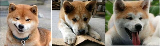 秋田犬和柴犬是同个犬种吗，柴犬和秋田犬是一种犬类吗