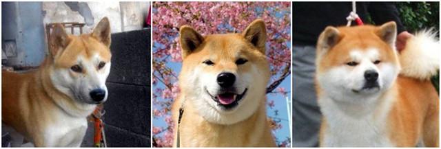 中华田园狗:如何区分中华田园犬和秋田犬？