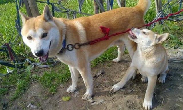 秋田狗和柴犬是什么关系，如何区分中华田园犬和秋田犬