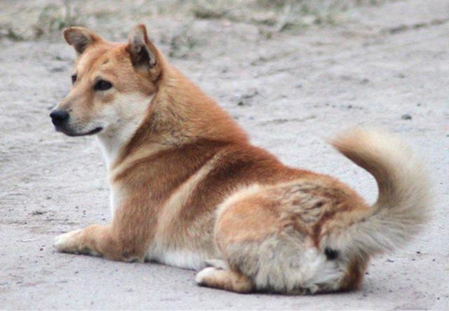 秋田犬和柴犬是同个犬种吗，柴犬和秋田犬是一种犬类吗