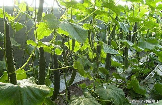 绝育黄瓜会开花吗:室内盆里播种黄瓜多久出芽 黄瓜雌花少是什么原因？怎么补救？