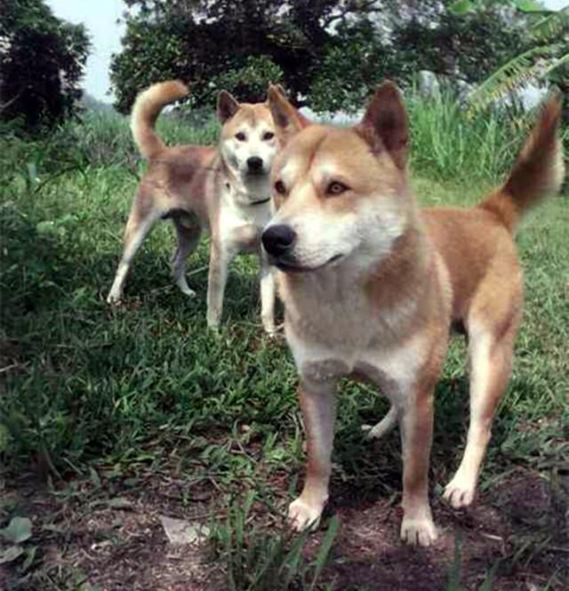 秋田狗和柴犬是什么关系，如何区分中华田园犬和秋田犬