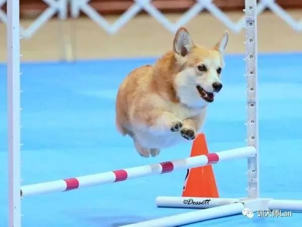 拉布拉多猎犬寿命:想养只柯基或者拉布拉多，哪种比较适合我？