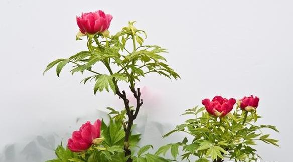 头条问答 牡丹花和芍药花的区别在哪里 如何区分 多肉植物集聚地的回答 0赞