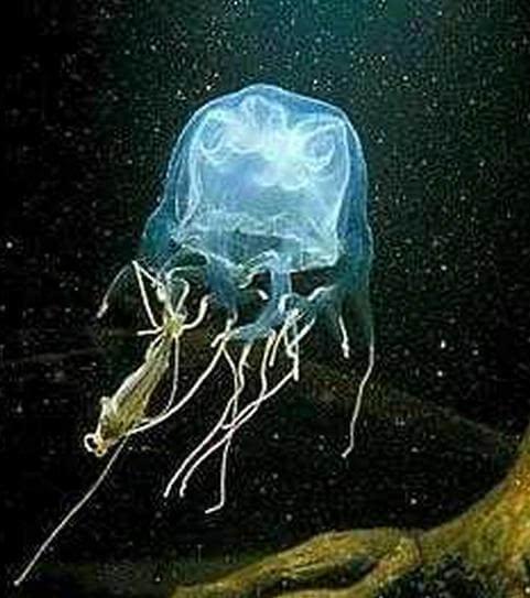 比眼镜蛇还毒的动物是什么呢？