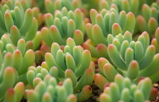 养多肉植物需要注意什么？