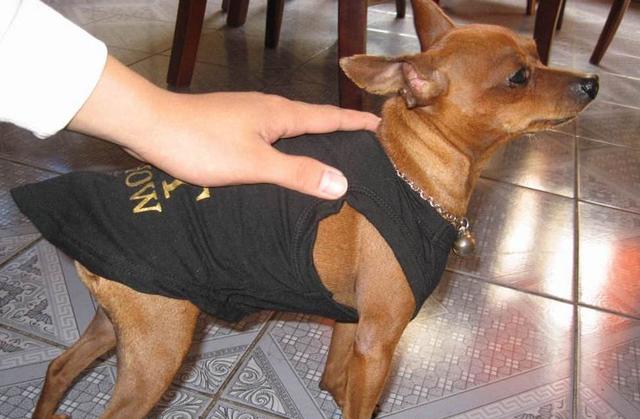 鹿犬和吉娃娃:鹿犬和吉娃娃究竟哪个好养 为什么现在鹿犬很少见了，不喜欢养吗？