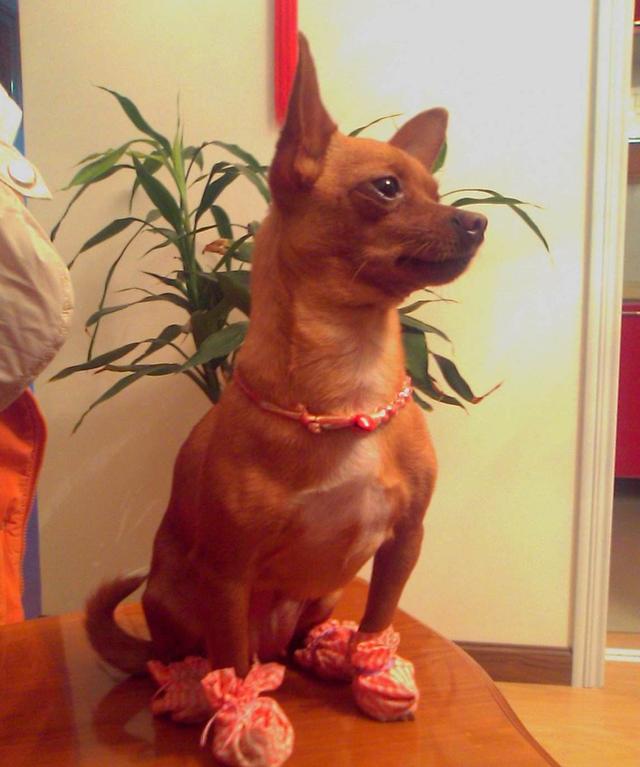 鹿犬和吉娃娃:鹿犬和吉娃娃究竟哪个好养 为什么现在鹿犬很少见了，不喜欢养吗？