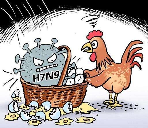h7n9是什么病毒?2013年的h7n9是什么病毒