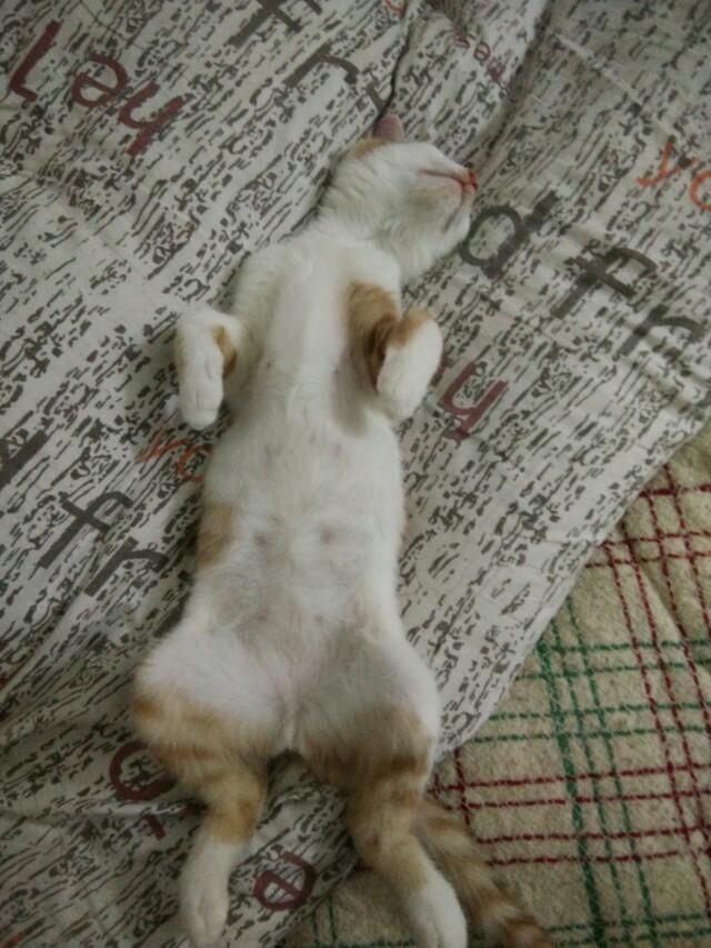 黑色德文卷毛猫多少钱:你家猫咪什么时候最黏人？黏人的表现是什么？