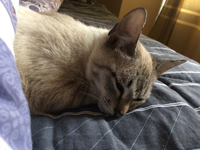 为什么晚上睡觉时猫咪总喜欢靠近自己的头，而且咕噜声还很大？插图44