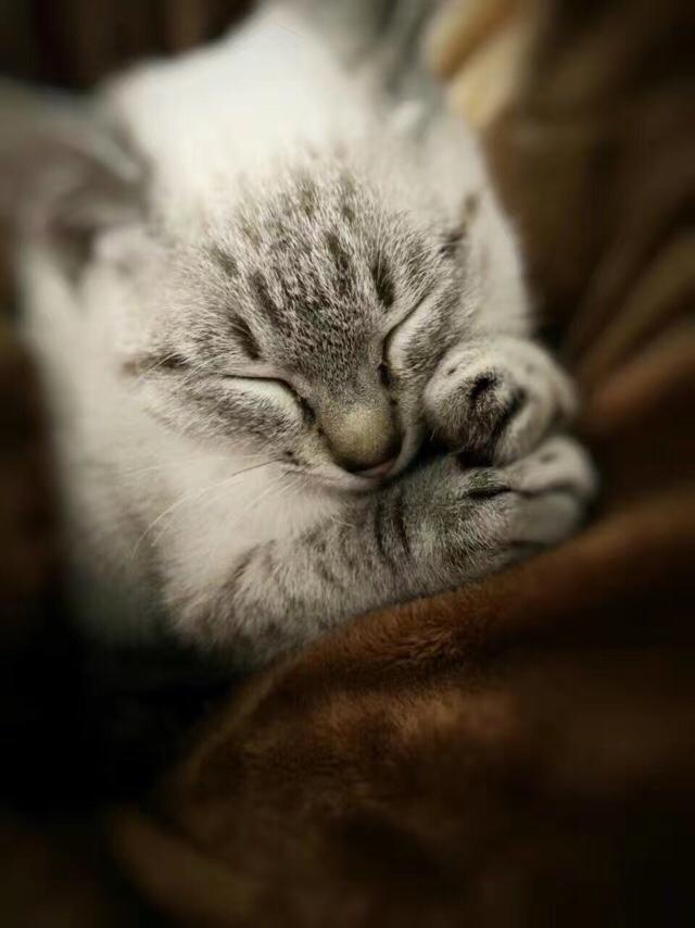 为什么晚上睡觉时猫咪总喜欢靠近自己的头，而且咕噜声还很大？插图47