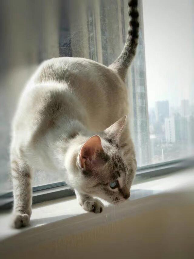 为什么晚上睡觉时猫咪总喜欢靠近自己的头，而且咕噜声还很大？插图49