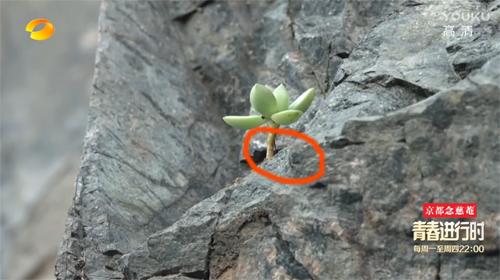 择天记教宗:《择天记》你认为真正幕后最大的黑手是谁？boss又是谁？