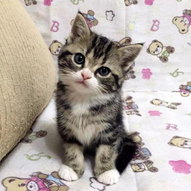 加菲猫和美短哪个好养:暹罗和美短各自有什么优缺点？ 加菲猫和美短哪个聪明