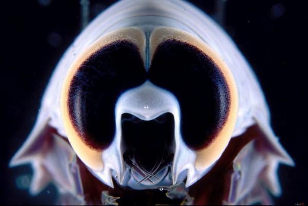 红唇蝙蝠鱼的资料:深海中有哪些奇妙的生物？