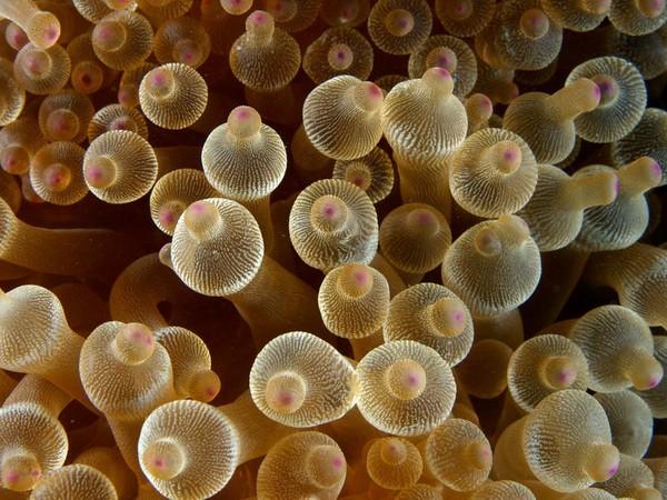 红唇蝙蝠鱼的资料:深海中有哪些奇妙的生物？