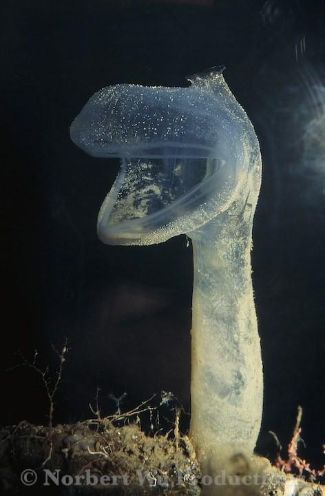 红唇蝙蝠鱼的资料:深海中有哪些奇妙的生物？