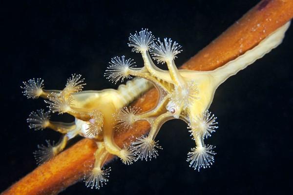 红唇蝙蝠鱼的资料:深海中有哪些奇妙的生物？